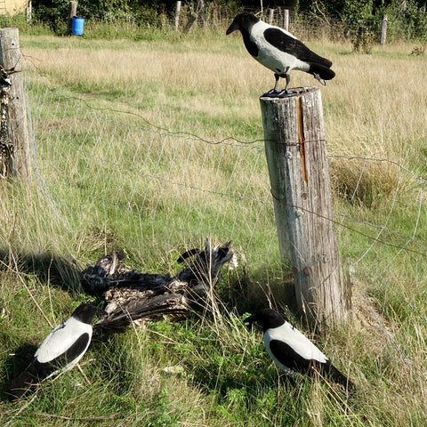 Lokkekrager med flock - DK WAI Supreme Decoys